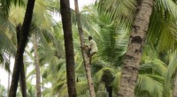 We depart to Palolem in the south, the Spaniards are […]