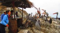 Next is Chanaral, a town 20km from the Pan De […]