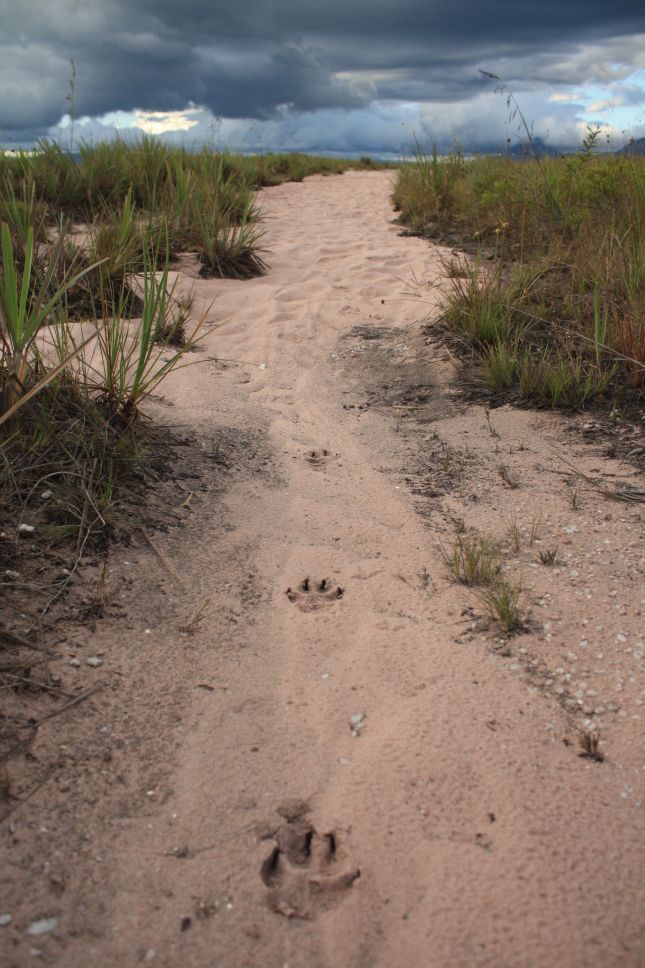 gran-sabana-footprints-in-the-sand.JPG