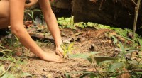 Our Brazilian trees get their home in a magical part […]
