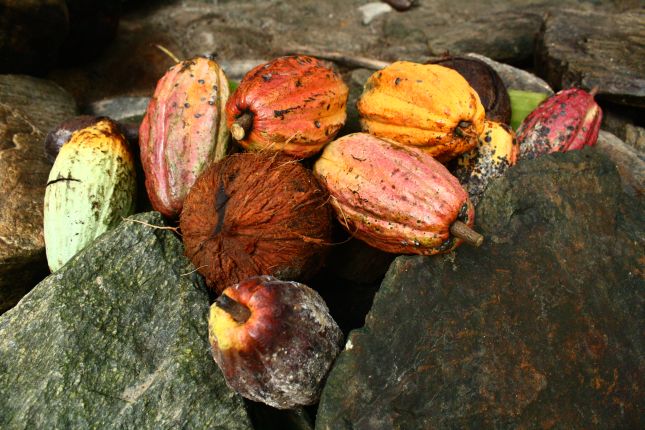 chez-gloria-cacao-pods.JPG