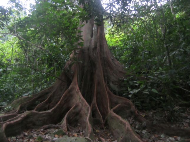 jungle-tree.JPG