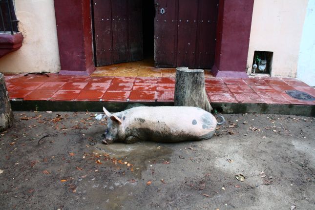 mompox-lazy-pig.JPG