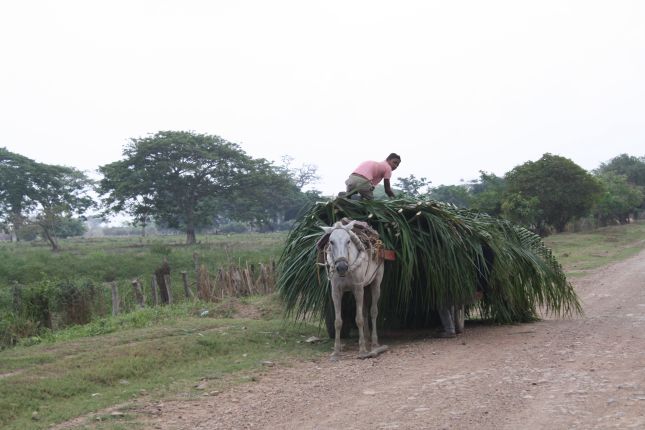 mompox-sangil-palm-harvest.JPG