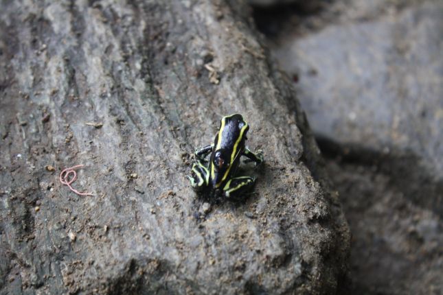 quebrada-valencia-animal-venemous-frog.JPG