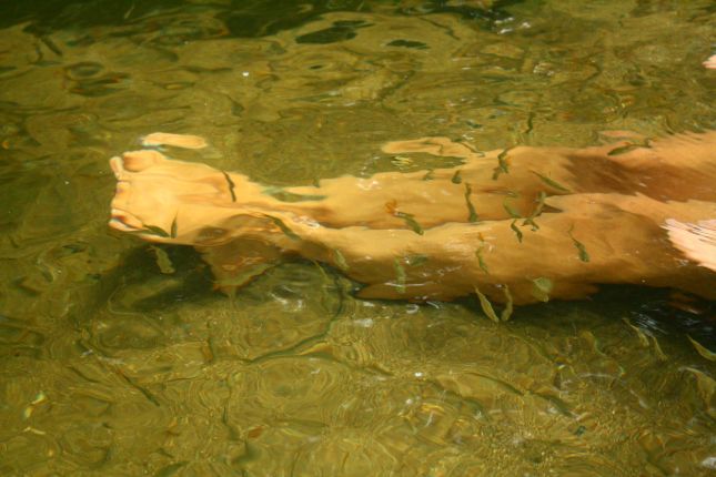 quebrada-valencia-bathing-fish.JPG