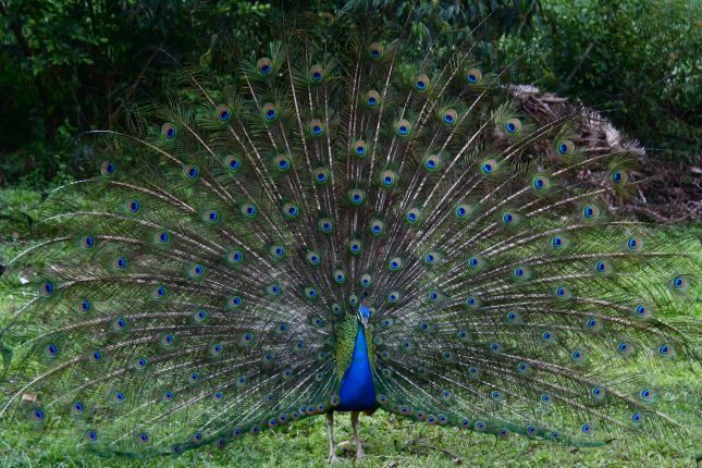 sangil-juan-curi-farm-peacock.JPG